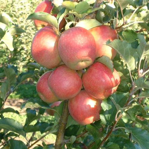 autumn star apple tree