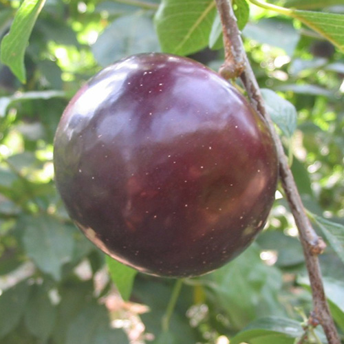 black diamond plum tree