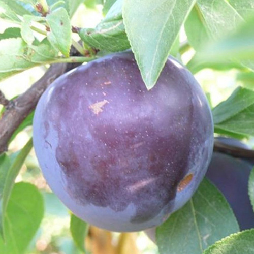 black splendor plum tree