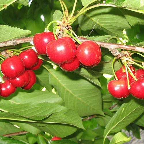 early burlat cherry tree