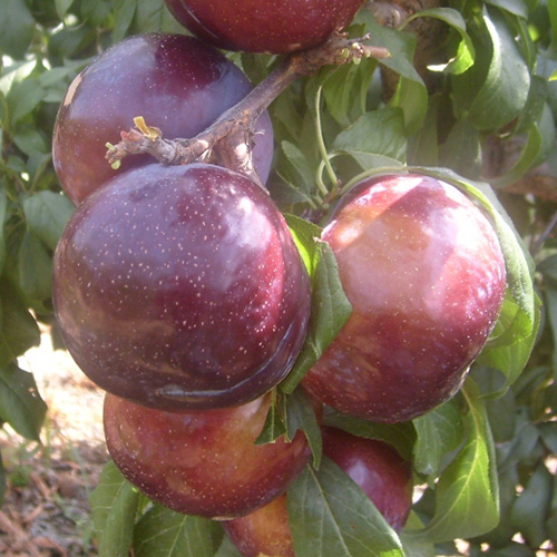 friar plum tree