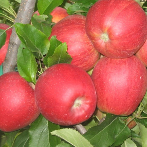 gala schniga apple tree