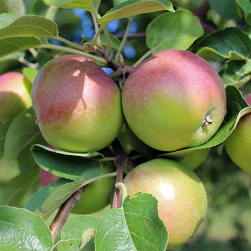 jersey mac apple tree