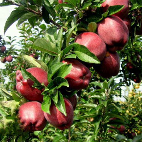 scarlet spur apple tree