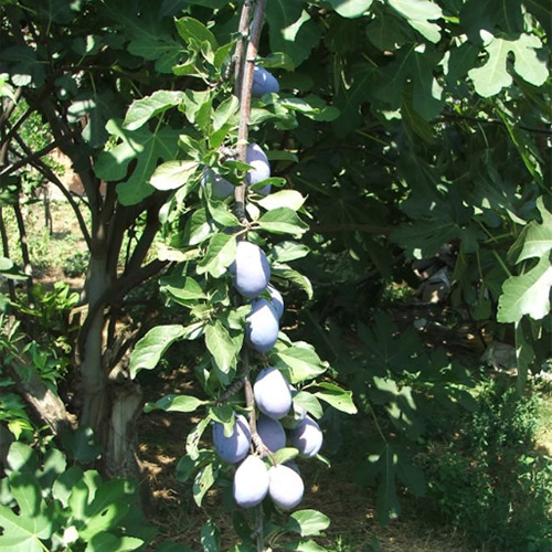 stanley plum tree