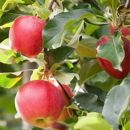 summer red apple tree