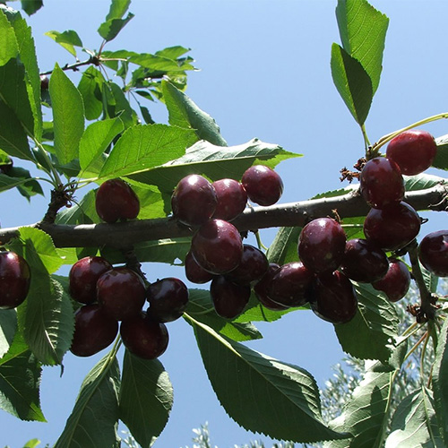 ziraat 0900 cherry tree