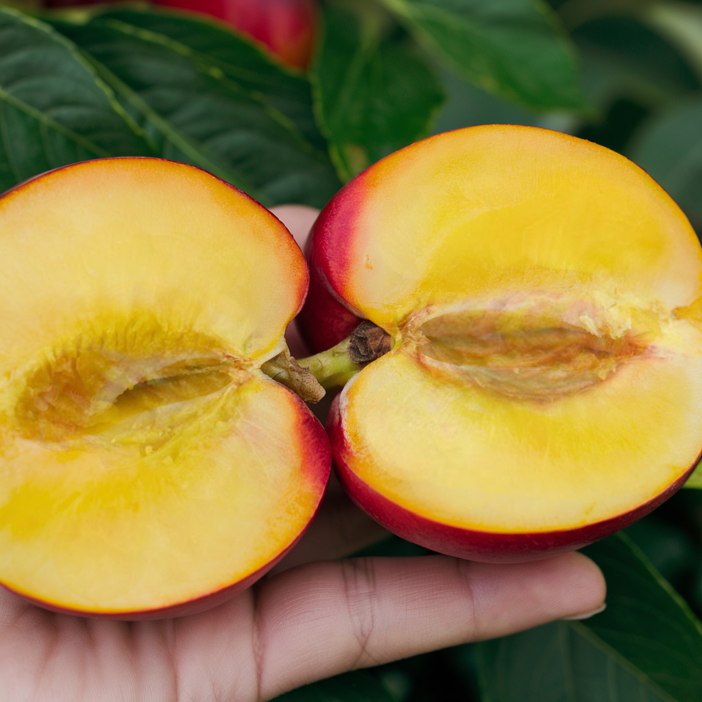 big top nectarine tree