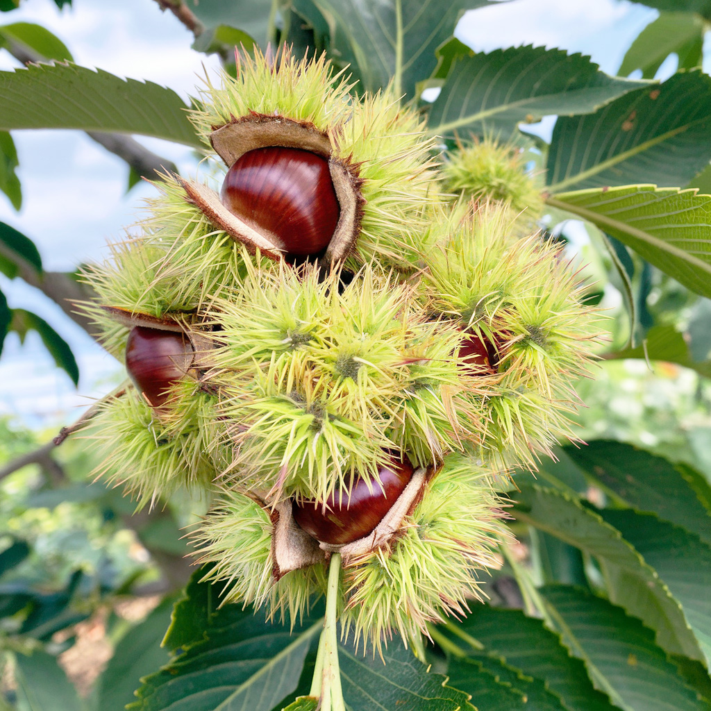 bouche de betizac chestnut tree
