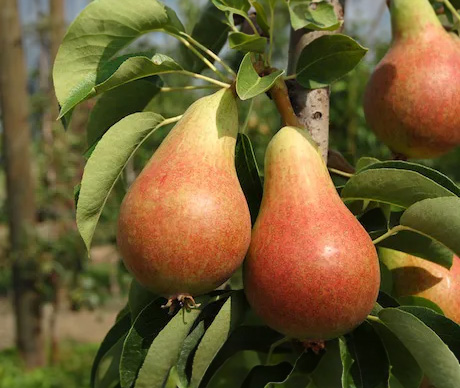 carmen pear tree