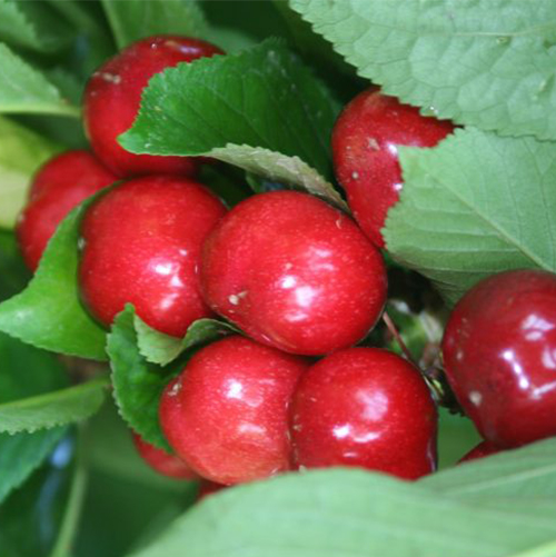 early lory cherry tree