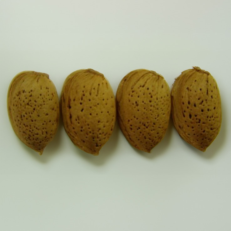 ferraduel almond tree