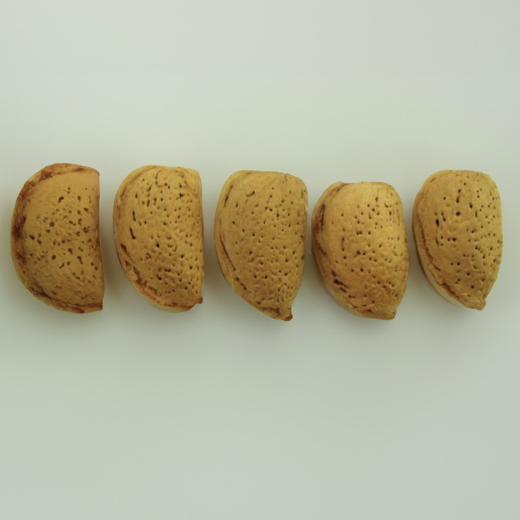 ferragnes almond tree