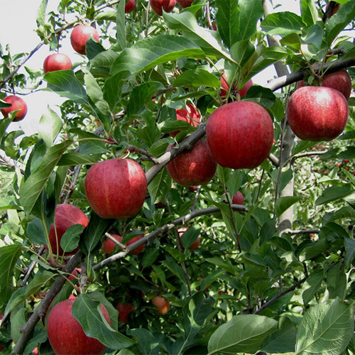 galaxy gala apple tree