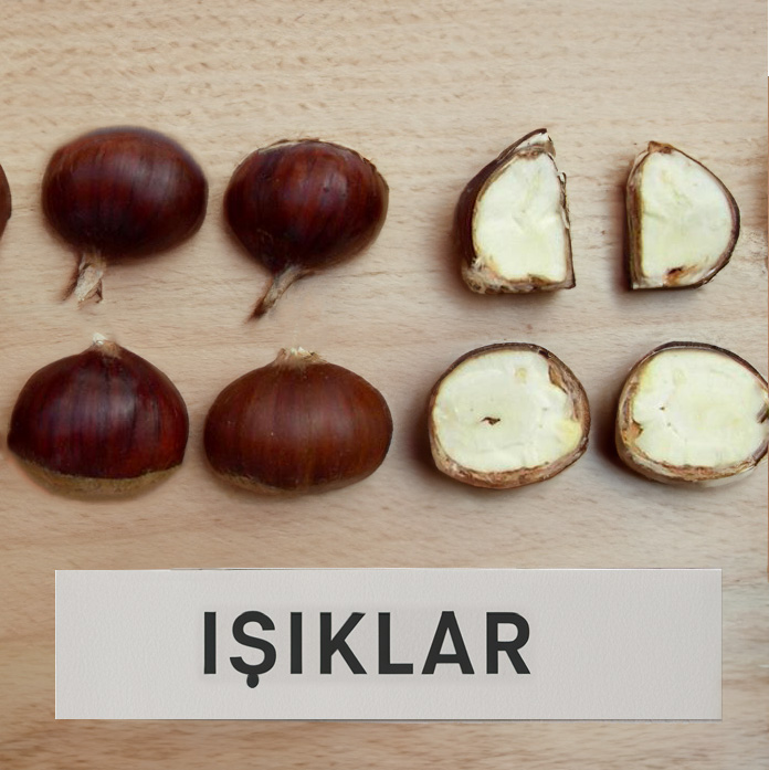 isiklar chestnut tree