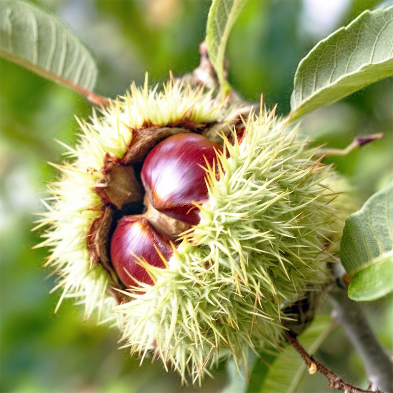 kemer chestnut tree