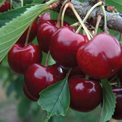 lapins cherry tree