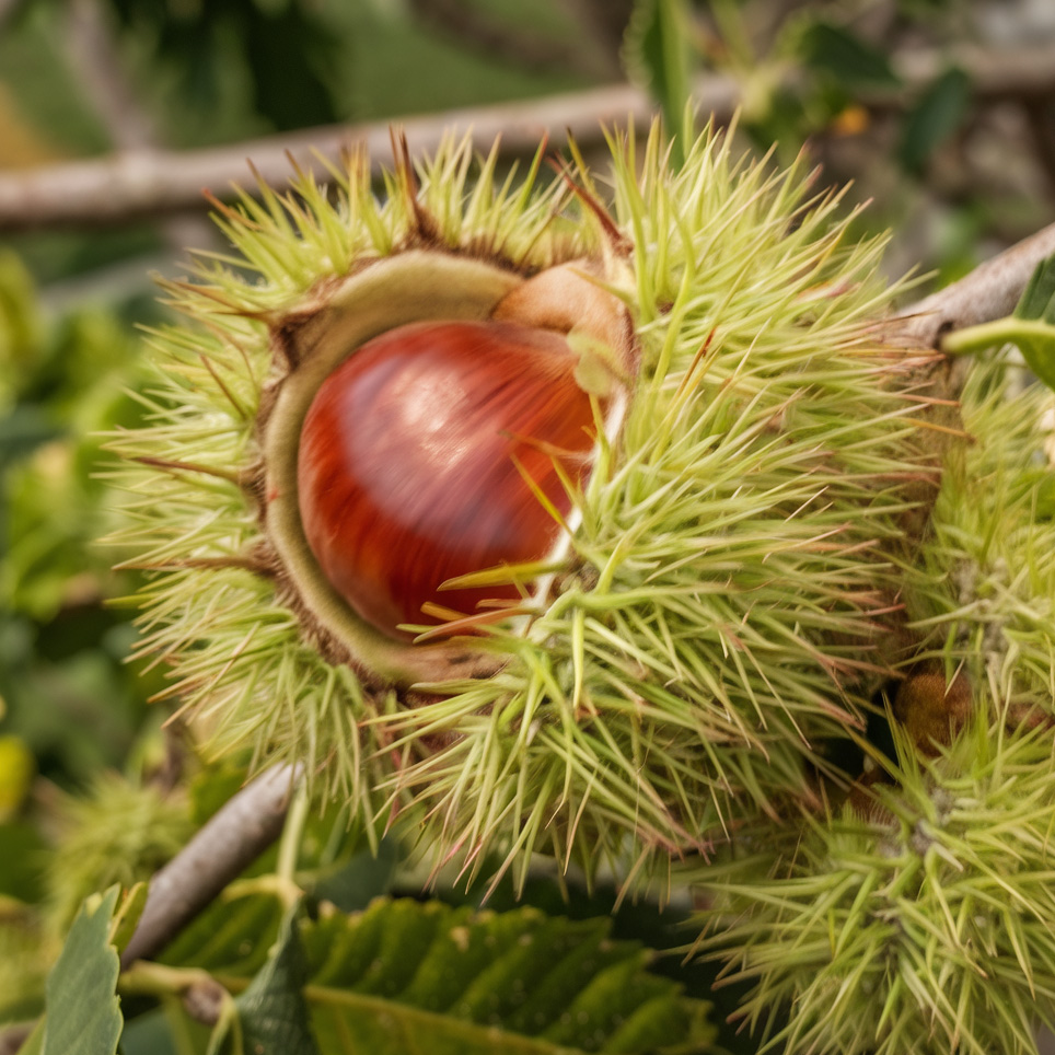 maraval chestnut tree