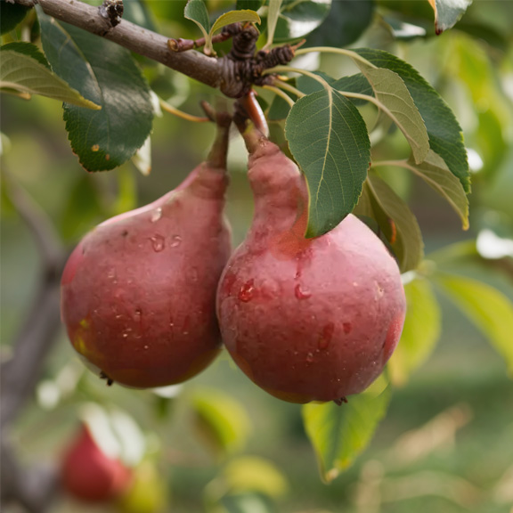 perfect red pear tree