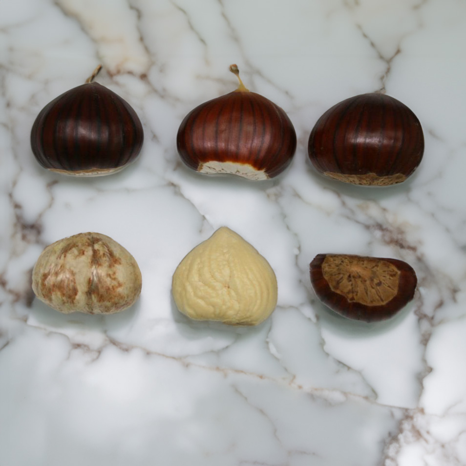 sari asilama chestnut tree